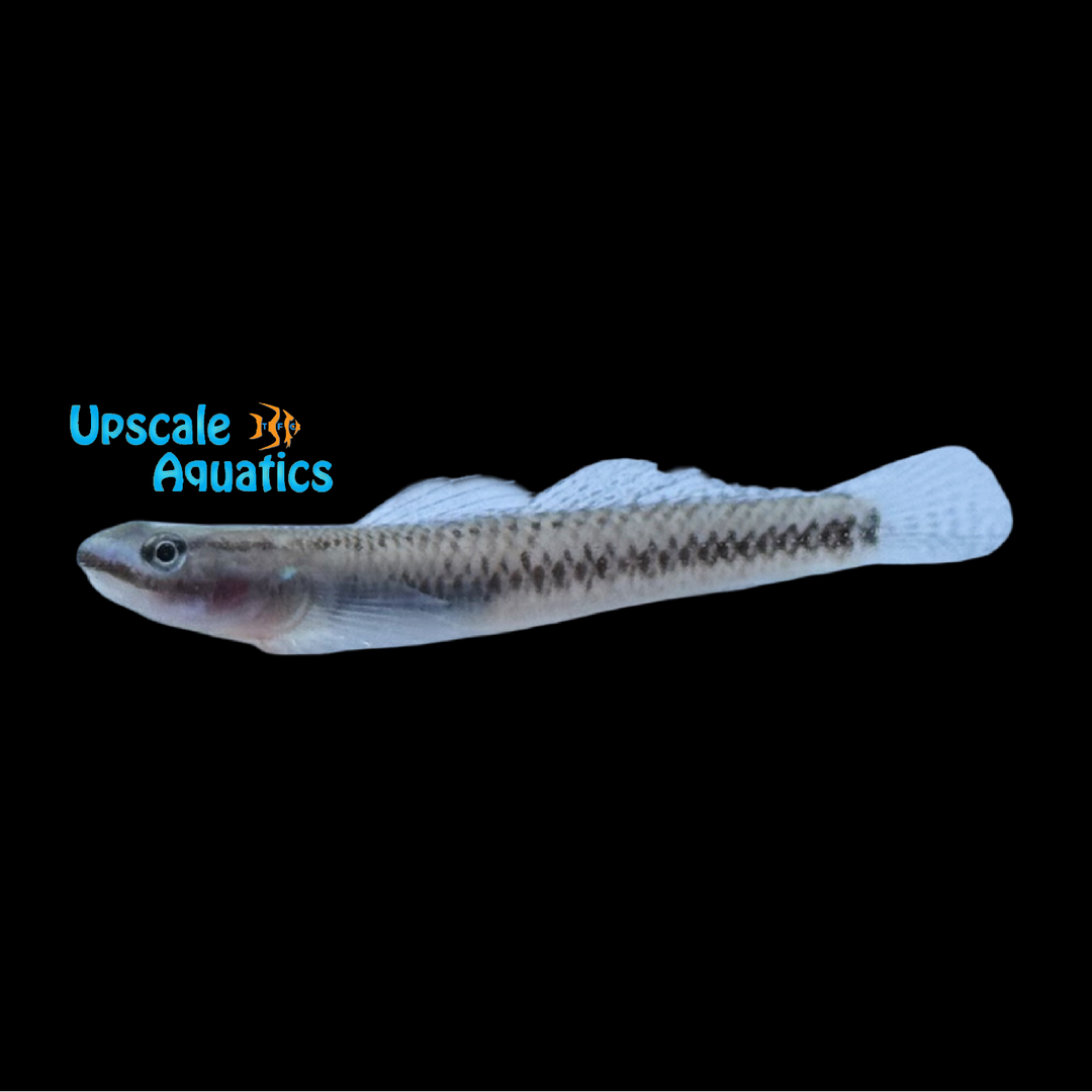 Black Stiphodon Goby (Stiphodon stratus)