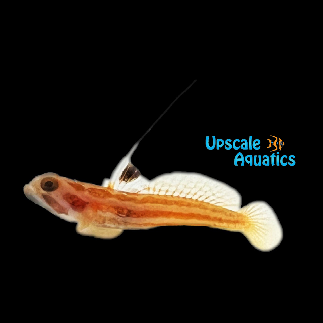 Yasha White Ray Shrimp Goby - Captive Bred (Stonogobiops yasha)