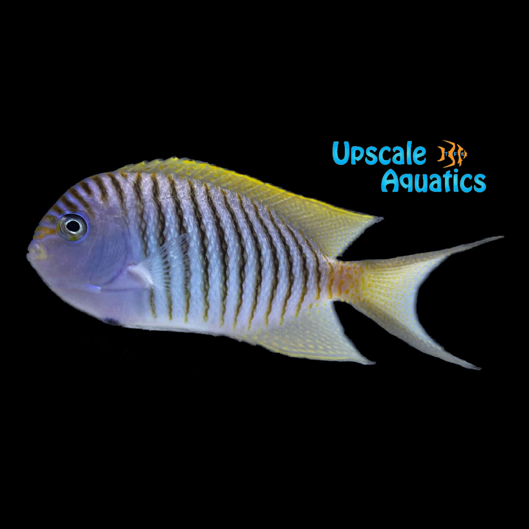 Swallowtail Angelfish - Male (Genicanthus melanospilos)