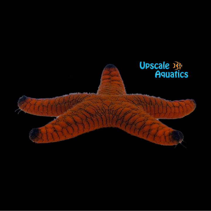 Black Tip Fromia Starfish (Fromia indica)