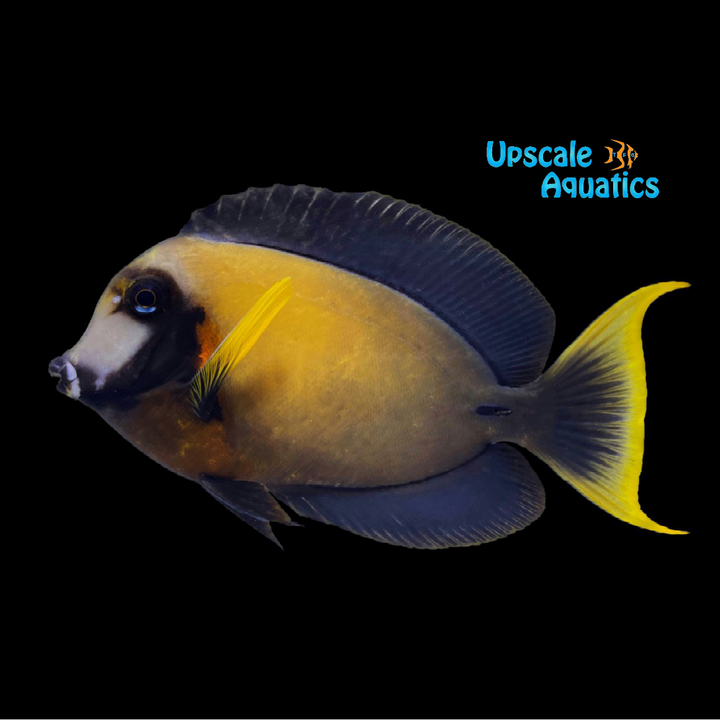 Chocolate Tang (Acanthurus pyroferus)