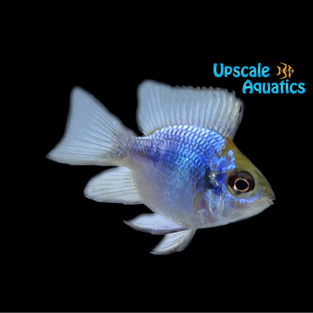 Electric Blue Balloon Ram (Mikrogeophagus ramirezi blue)