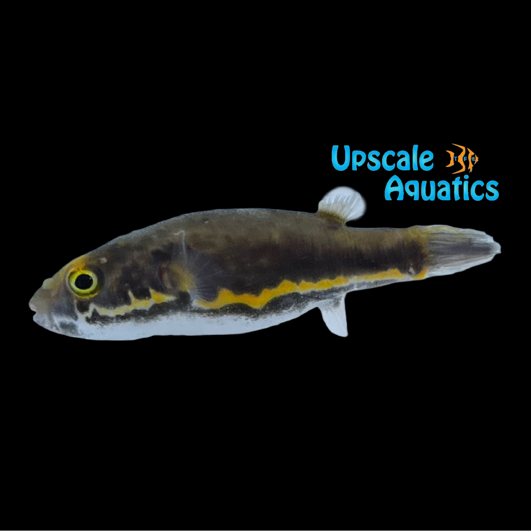Samurai Puffer (Dichotomyctere erythrotaenia)