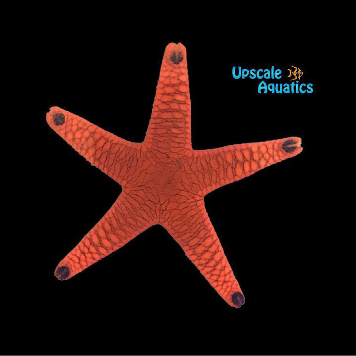 Black Tip Fromia Starfish (Fromia indica)