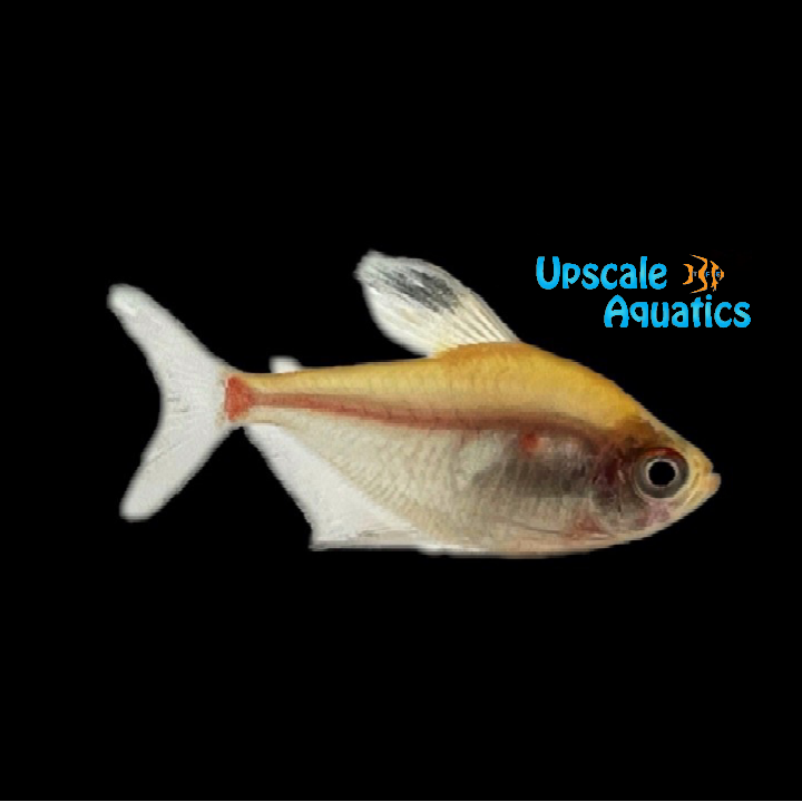 Green Back Bleeding Heart Tetra (Hyphessobrycon socolofi 'green back')