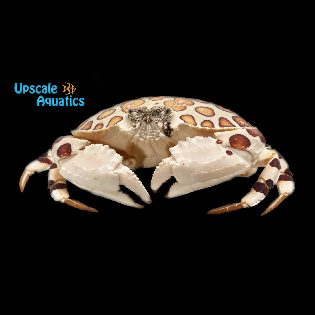 Calico Shameface Crab (Hepatus epheliticus)