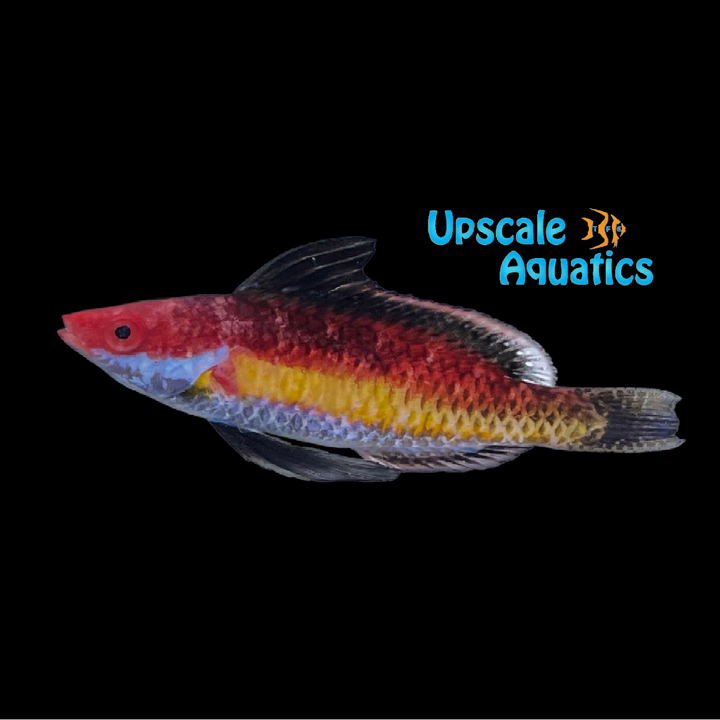 Naoko's Fairy Wrasse (Cirrhilabrus naokoae)