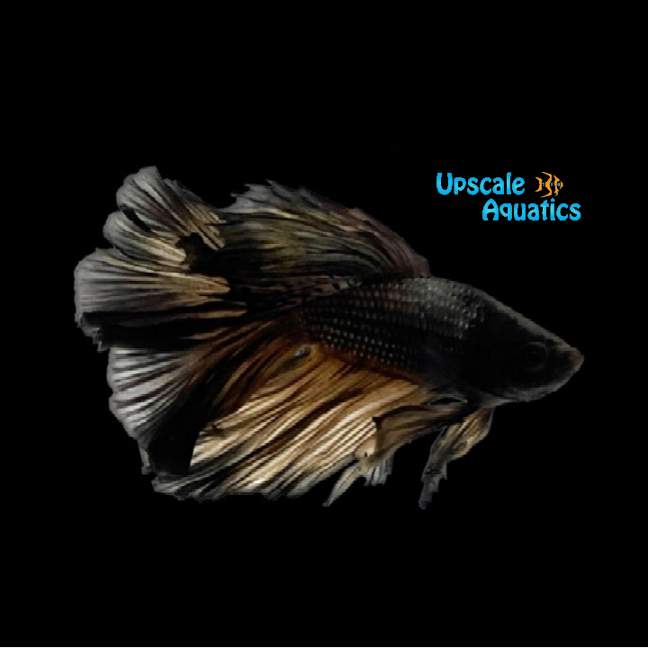 Black Copper Halfmoon Betta - Male (Betta splendens)