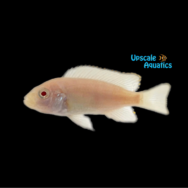 Albino Red Top Zebra Cichlid (Metriaclima pyrsonotos)