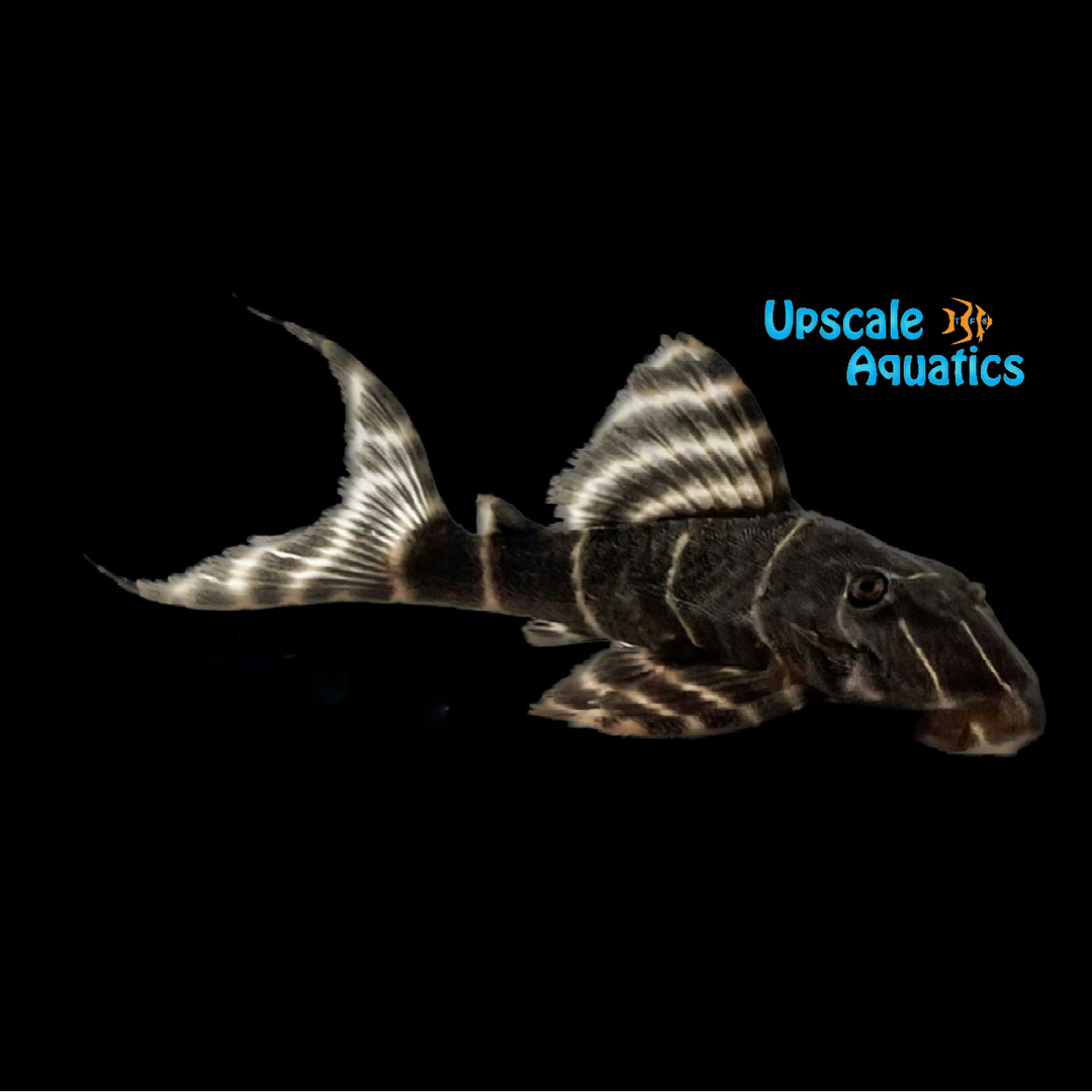 Flash Emperor Pleco L204 (Panaqolus albivermis)
