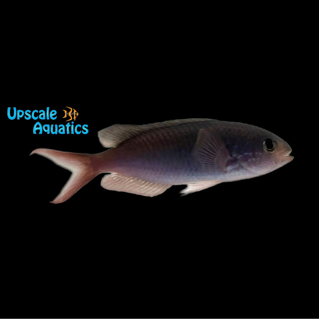 Fusilier Damsel (Lepidozygus tapeinosoma)