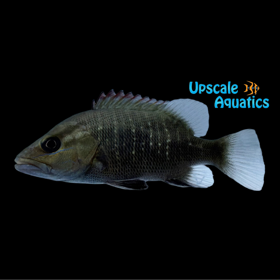 Mangrove Jack (Lutjanus argentimaculatus)