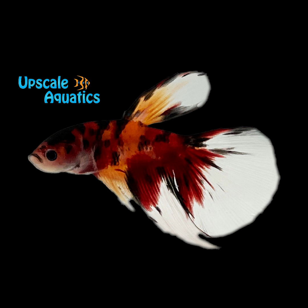 Koi Halfmoon Betta - Male (Betta splendens)