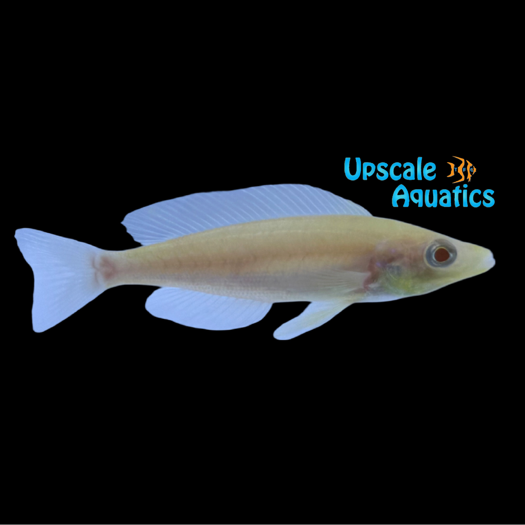 Albino Cyprichromis Microlepidotus 'Kasai' (Cyprichromis microlepidotus)