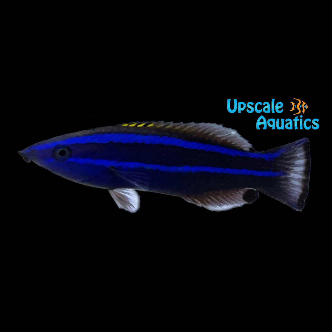 Red Sea Cleaner Wrasse (Larabicus quadrilineatus)