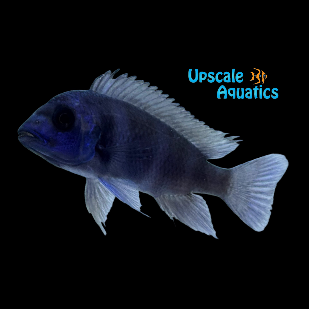 Mikula Blue Frontosa (Cyphotilapia gibberosa 'Mikula')