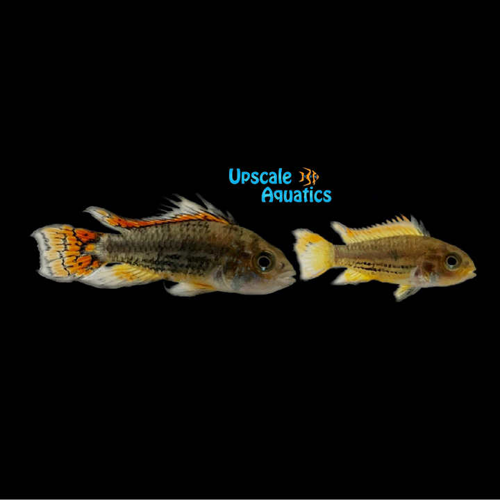 Double Red Apisto. Cacatuoides (Apistogramma cacatuoides 'double red')
