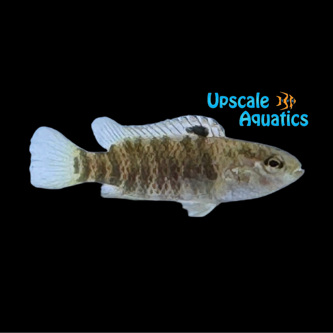 Swamp Badis (Dario laspiophilus)