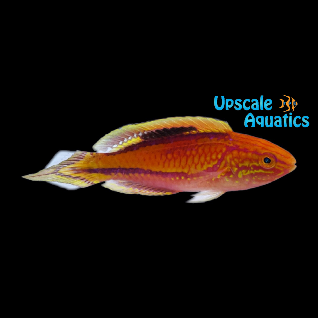 Pintail Fairy Wrasse (Cirrhilabrus isosceles)