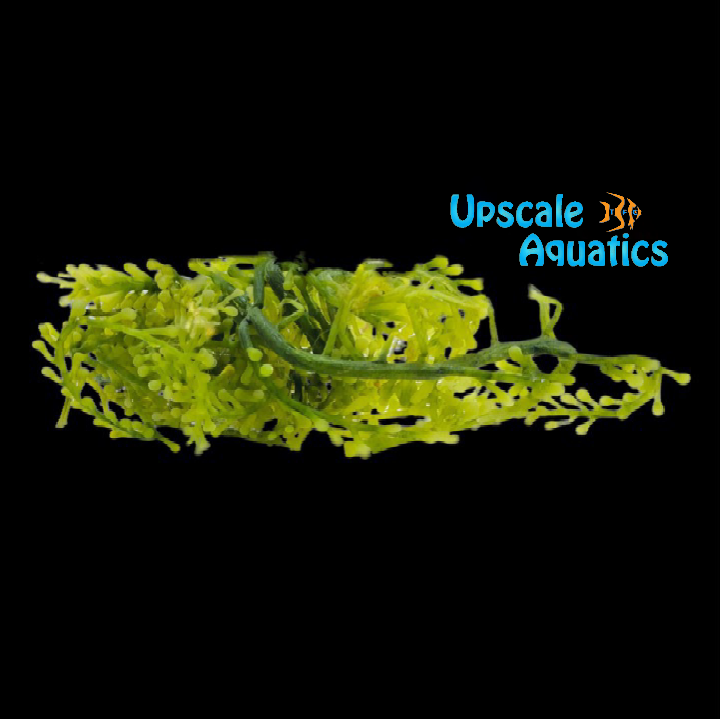 Grape Caulerpa Macroalgae (Caulerpa racemosa)