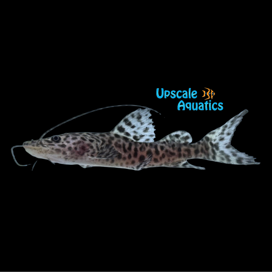 Gilded Catfish (Zungaro zungaro)