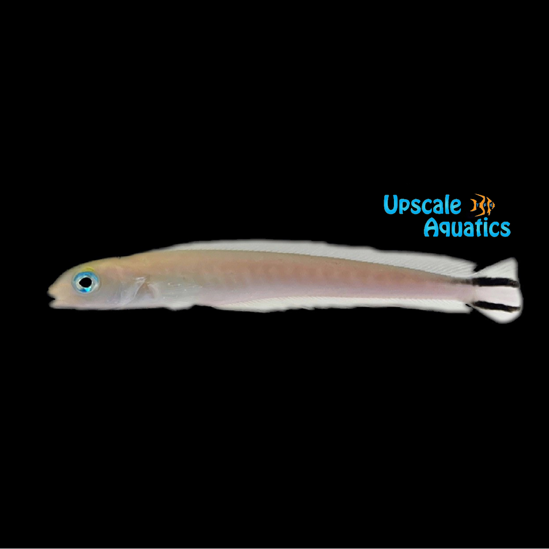 Flagtail Tilefish (Malacanthus brevirostris)