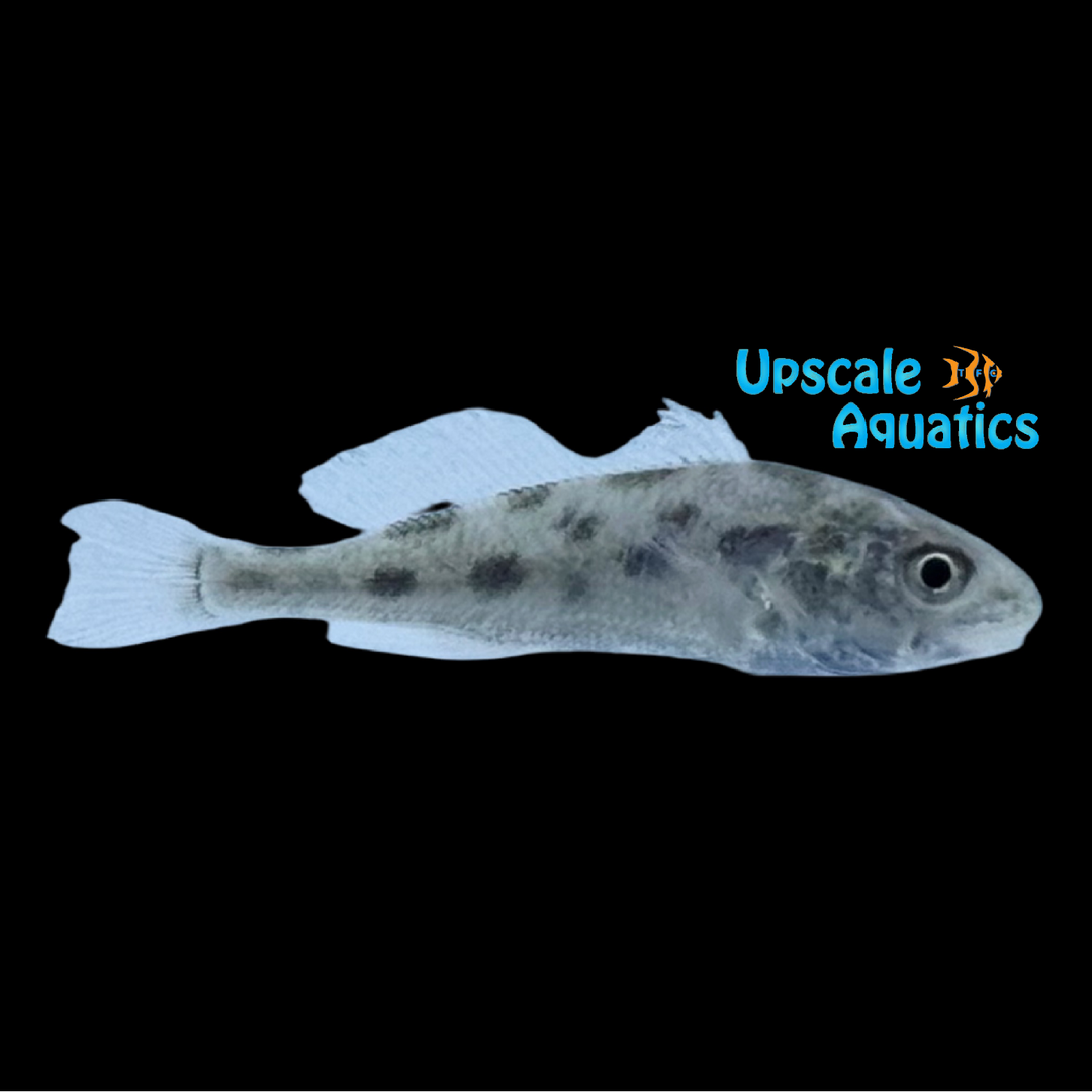 Red Drum - Captive Bred (Sciaenops ocellatus)