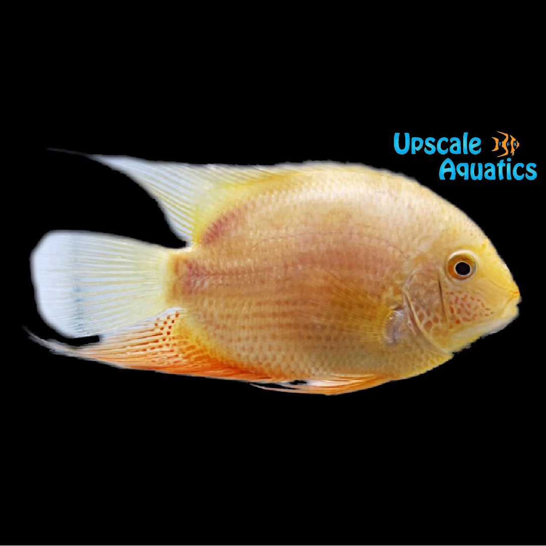 Gold Severum (Heros severus)
