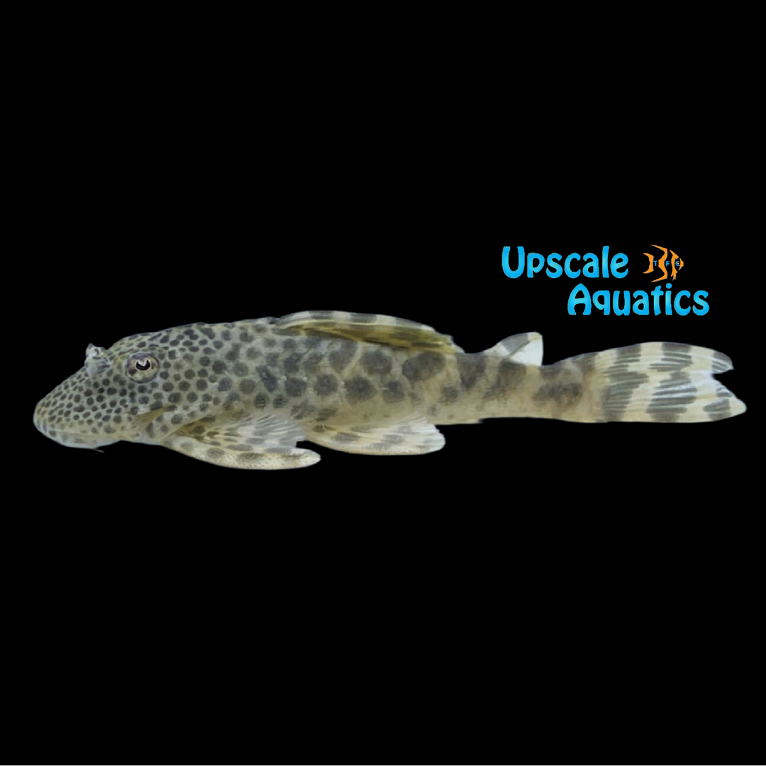 Andes Tiger Pleco L205 (Peckoltia sp. L205)