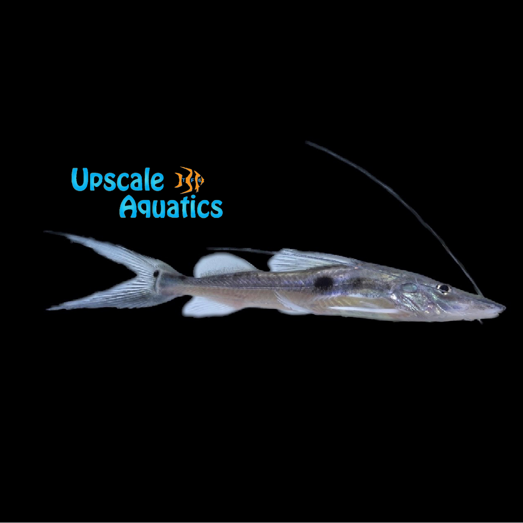 Malarmo Catfish (Platysilurus malarmo)