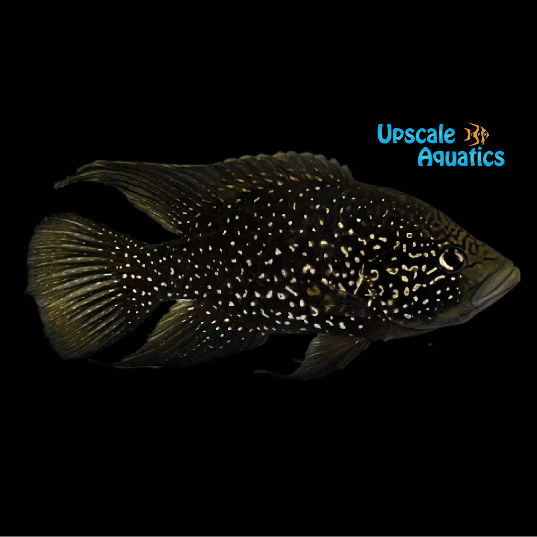 Big Spot Bleekeri 'Andapa' (Paratilapia bleekeri 'Andapa')
