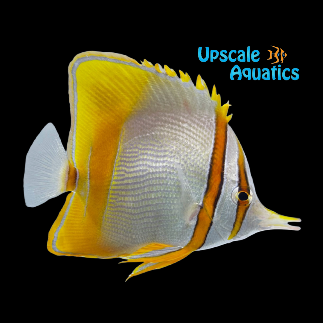 Marginalis Butterflyfish (Chelmon marginalis)