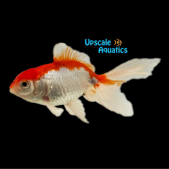 Fancy Fantail Goldfish (Carassius auratus)