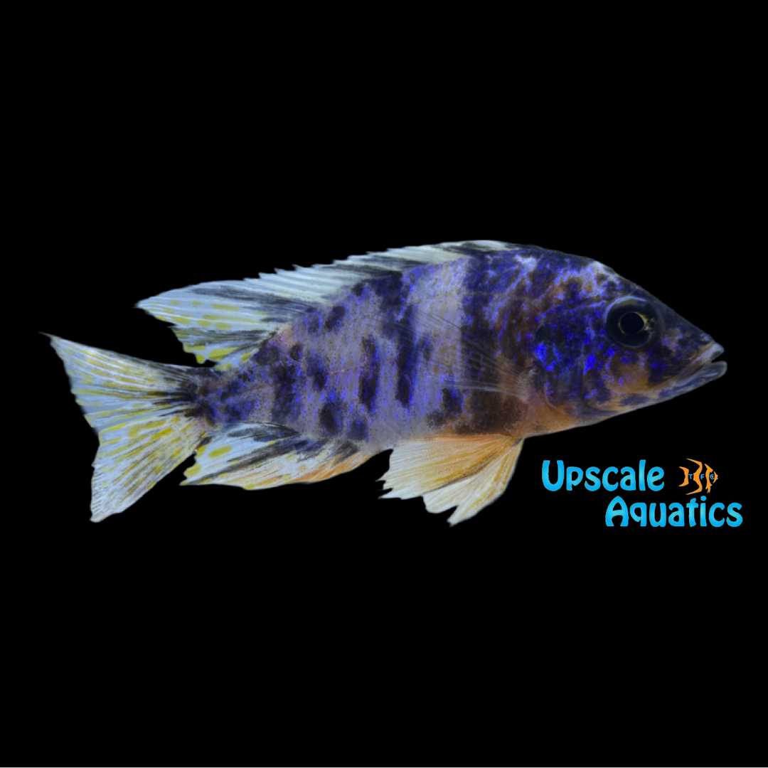 OB Red Shoulder Peacock Cichlid (Aulonocara stuartgranti sp. Hansbaenschi)