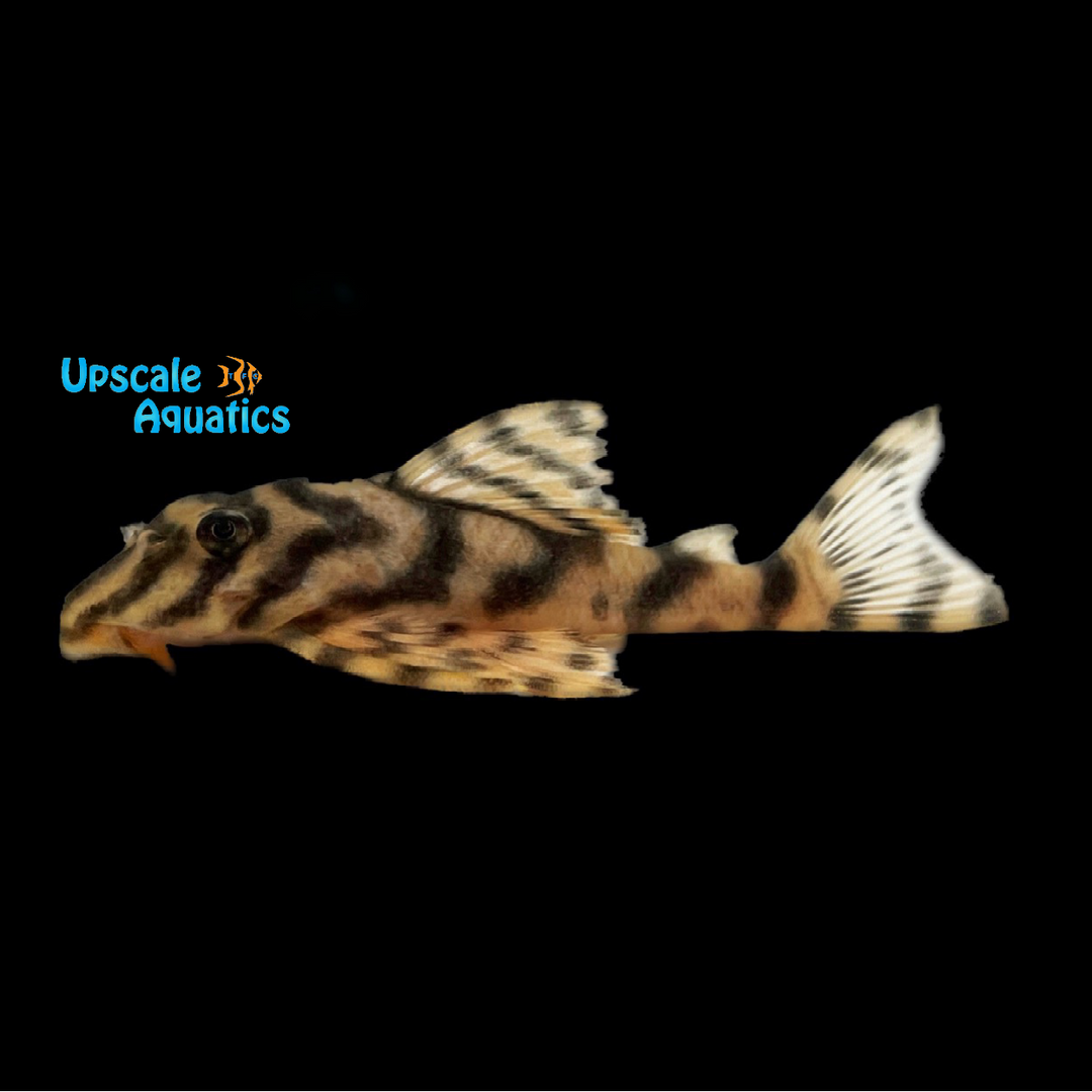 Black Tiger Pleco L202 (Peckoltia lineola)