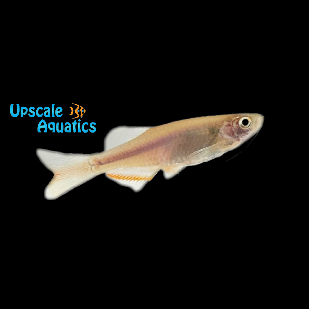 Hora Danio (Devario shanensis)