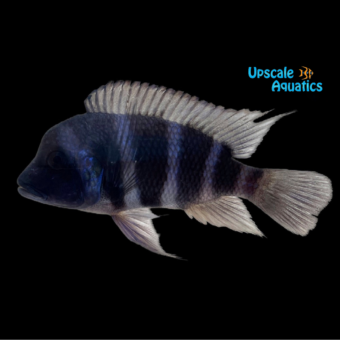 Blue Moba Frontosa - Wild (Cyphotilapia gibberosa 'Moba')
