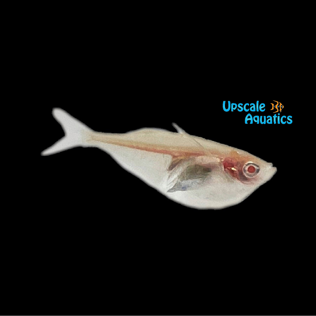 Albino Platinum Hatchetfish (Thoracocharax stellatus albino)