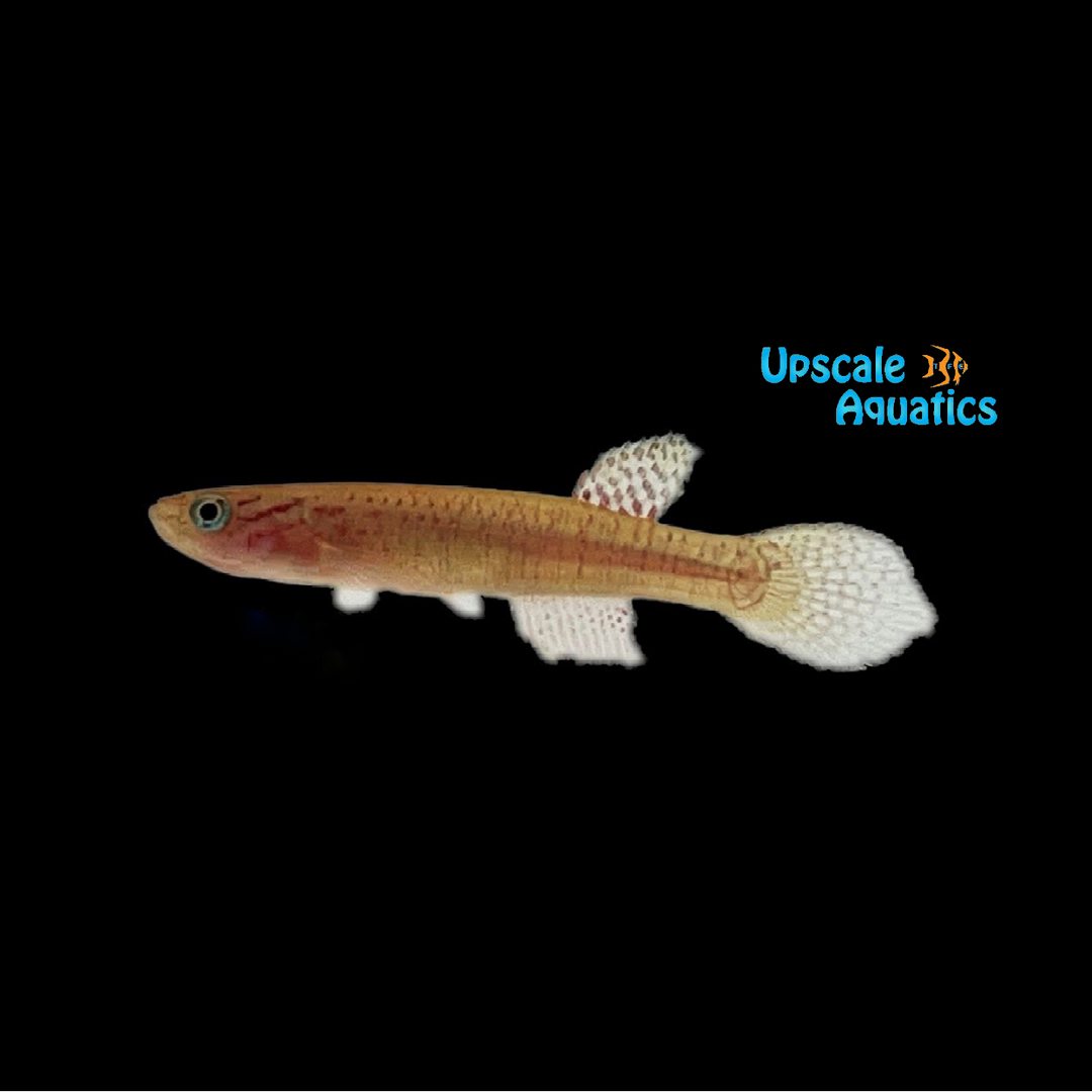 Ahli Killifish (Aphyosemion ahli)