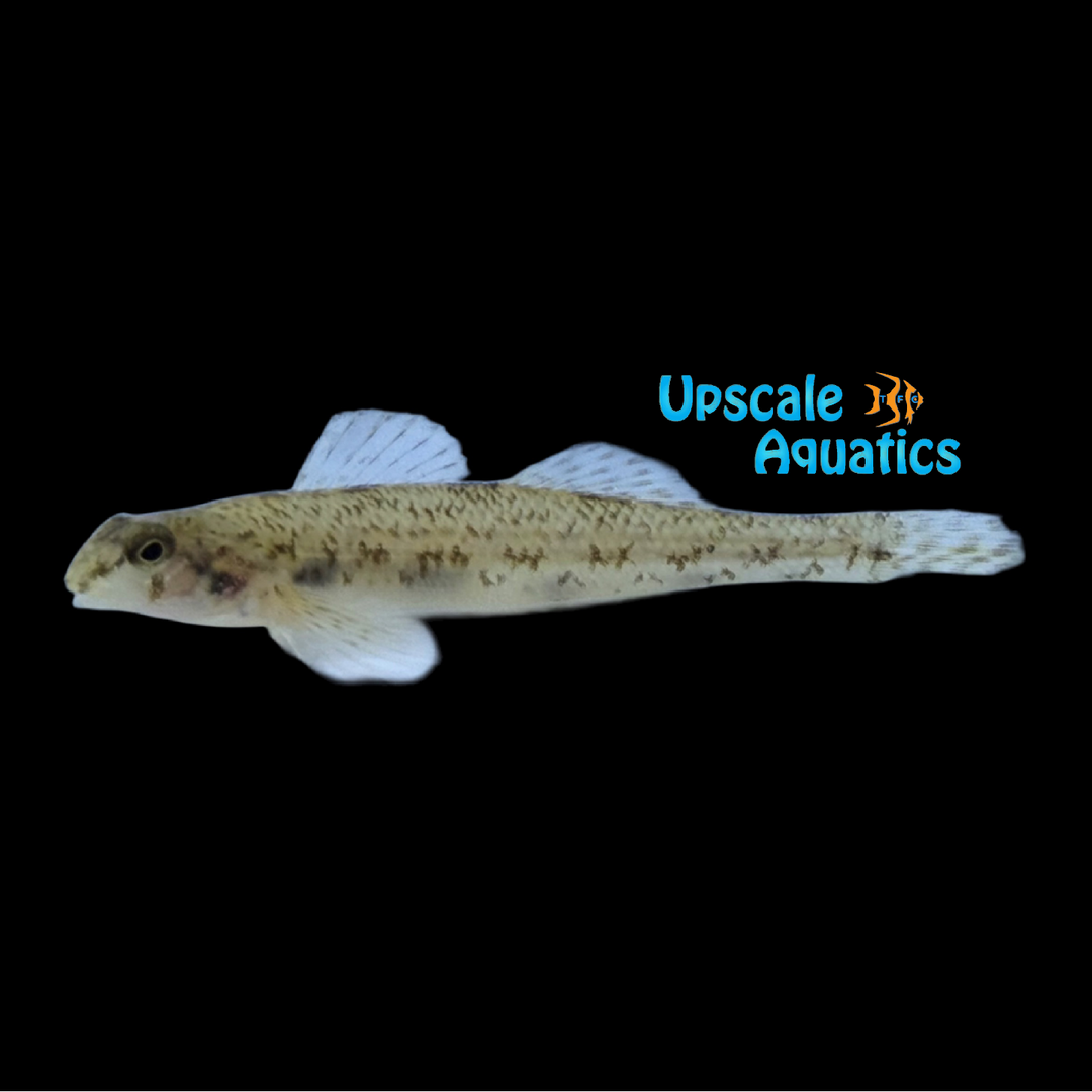 Carolina Darter (Etheostoma collis)