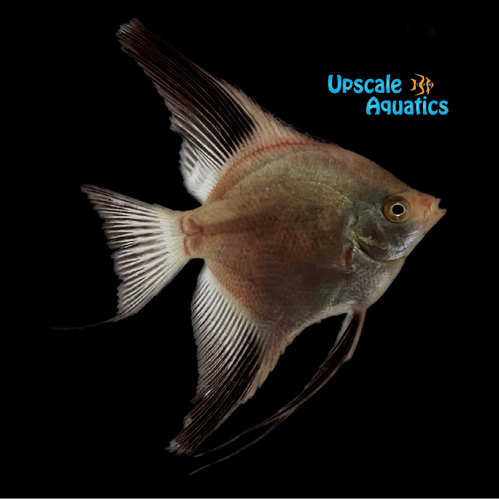 Bulgarian Green Seal Point Angelfish (Pterophyllum scalare)