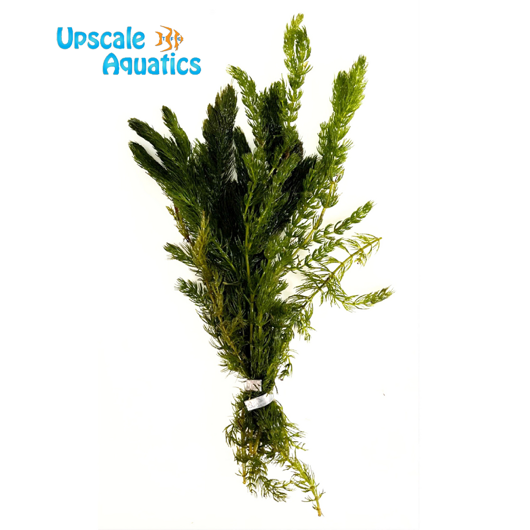 Hornwort (Ceratophyllum demersum)