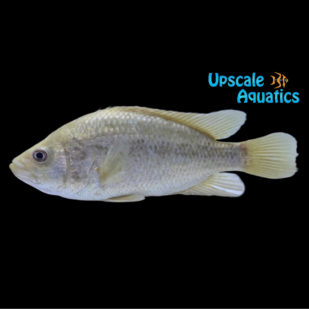 Gold Jaguar Cichlid (Parachromis managuensis var)