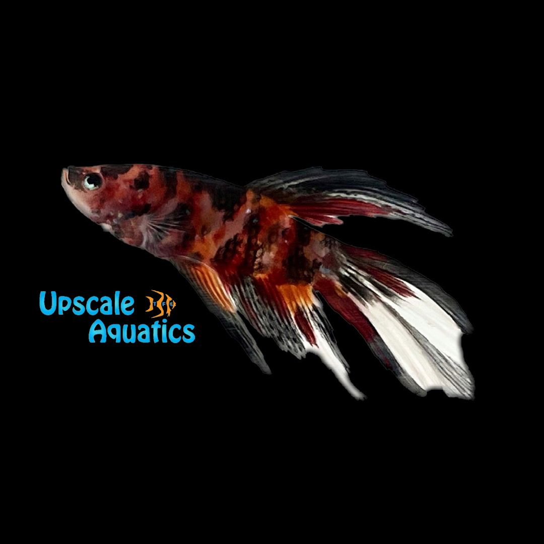 Koi Candy Halfmoon Betta - Male (Betta splendens)