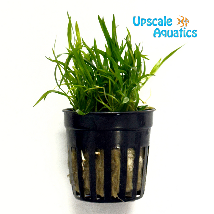 Micro Sword (Lilaeopsis Novaezelandiae)