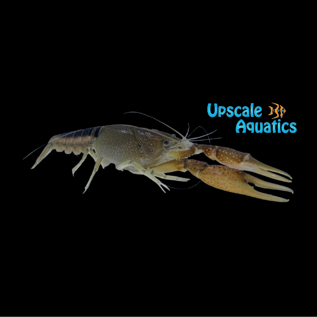 White River Crawfish (Procambarus acutus)