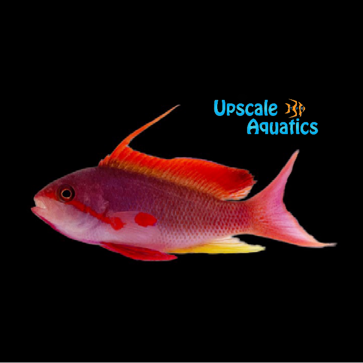 Lyretail Anthias - Male 'Fiji' (Pseudanthias squamipinnis)