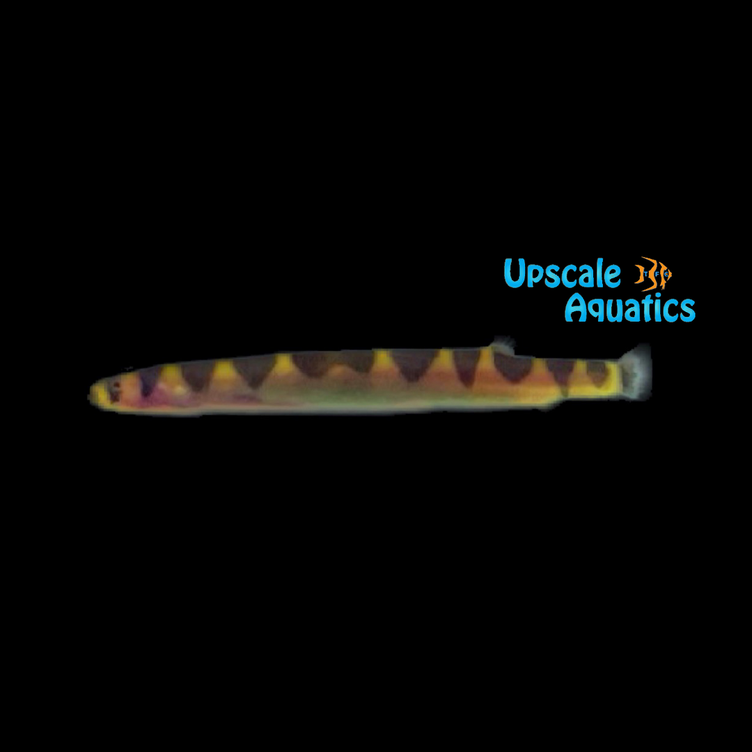 Half Banded Kuhli Loach (Pangio semicincta)