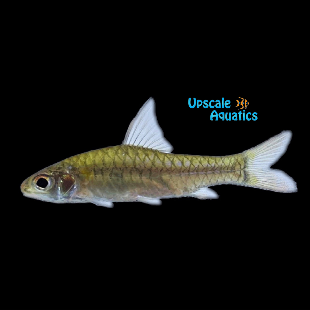 Congo Barb (Clypeobarbus congicus)