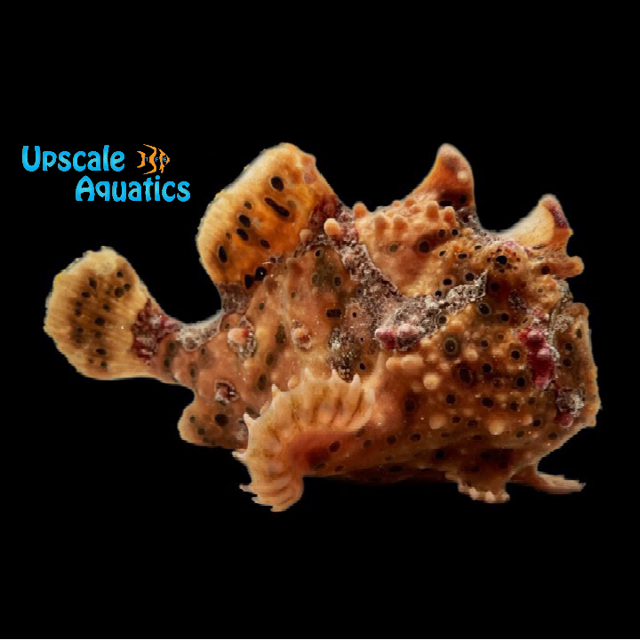 Giant Frogfish (Antennarius commersoni)